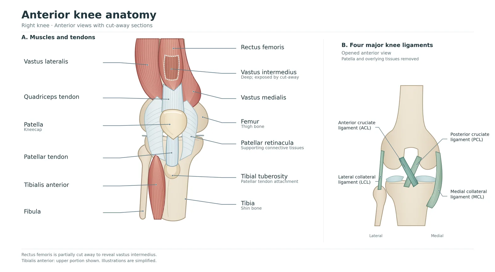 Labelled front view of the right knee showing the quadriceps muscles, tendons, kneecap, supporting tissues and surrounding bones.